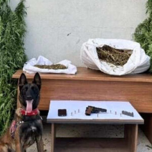 erzincanda jandarma baskini 204 kok kenevir yakalandi 2as69pCA