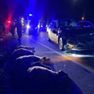 erzincanda suv aracin carptigi hayvanlar telef oldu TUKbPmeY