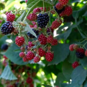 kestelde bogurtlen hasadi basladi Zr5mUWe2