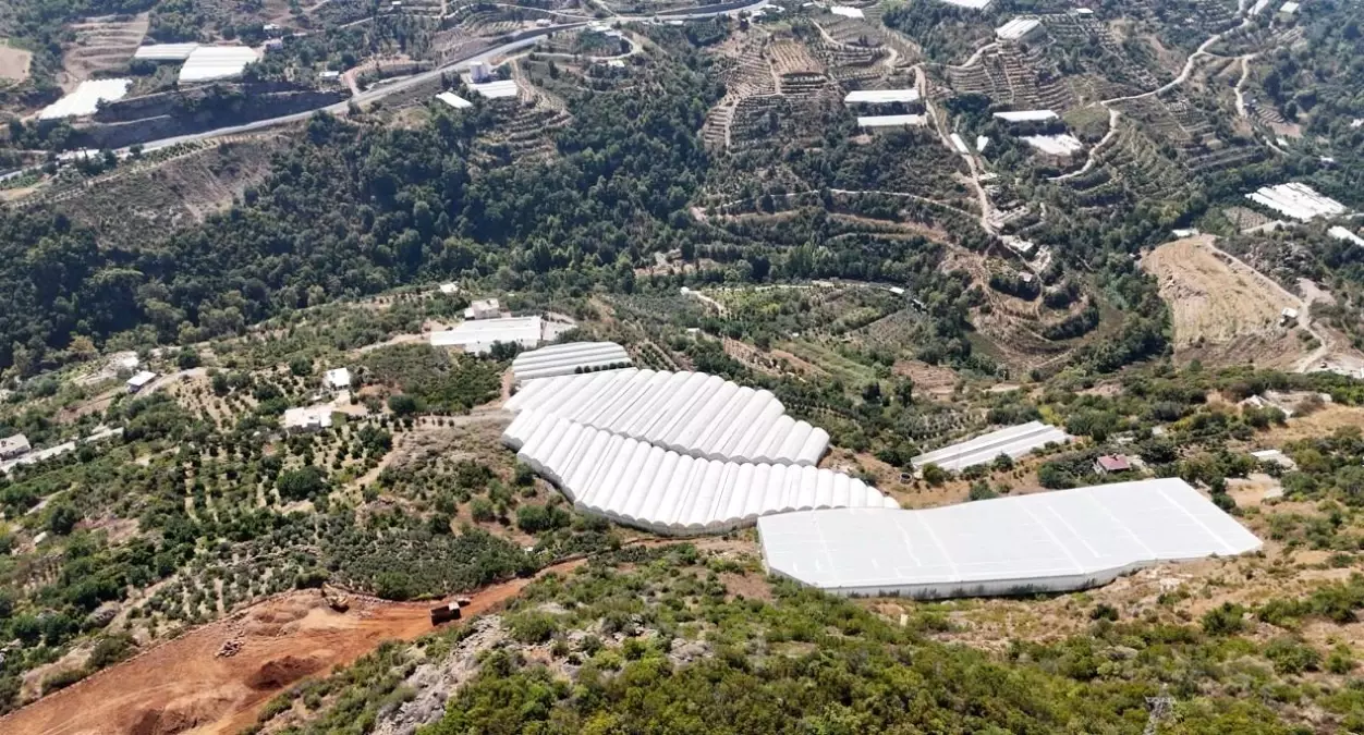 alanyada tropikal meyve uretimi BAbu2uwN