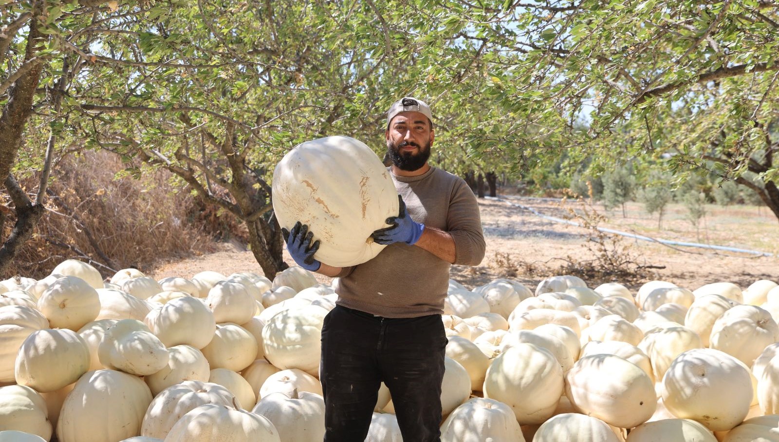 tescilli kabakta hasat basladi YM61PVaO