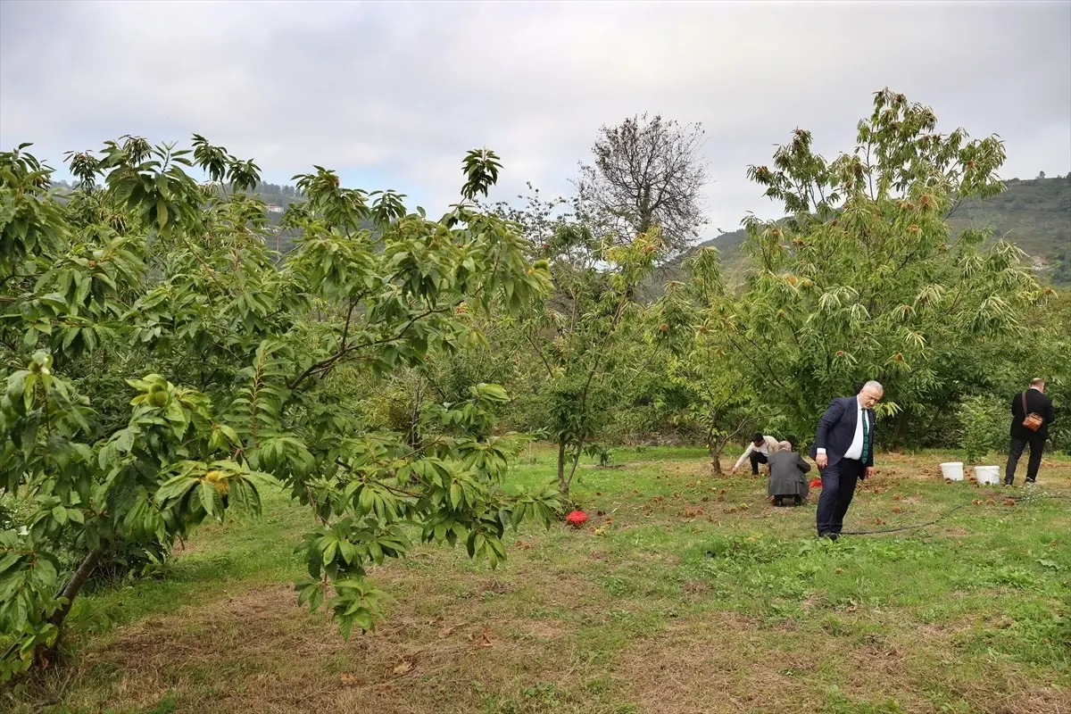 omude kestane turleri uretimi artiyor rbnzOnjJ
