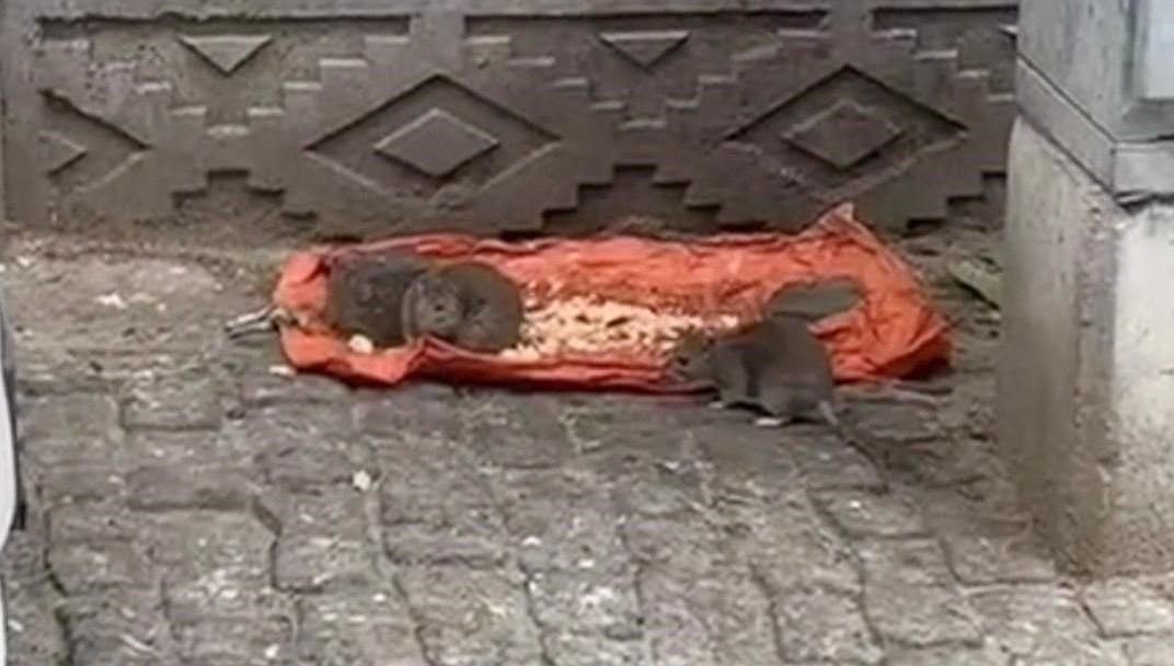 tekirdagda fareler sokaklari basti qkbIzW64.jpg