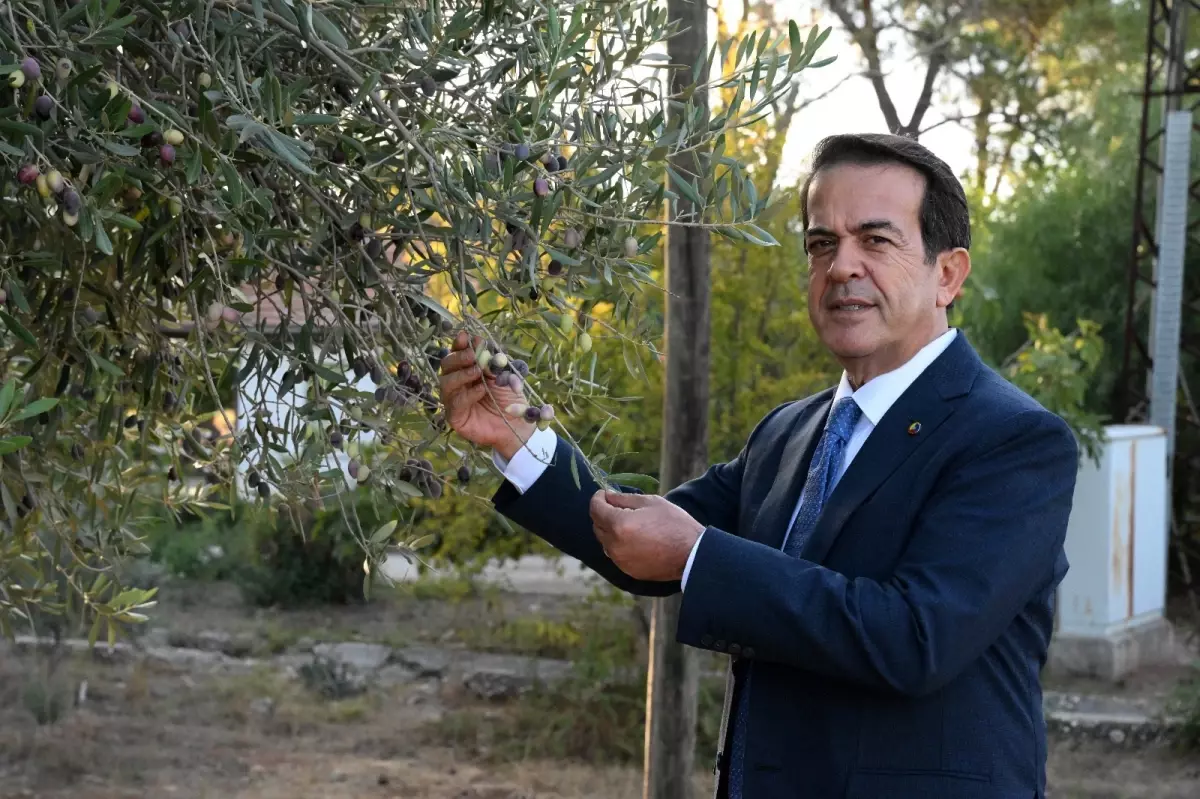 zeytinparkta asirlik zeytin agaclarindan 70 kilogram zeytin bekleniyor smkLwwag